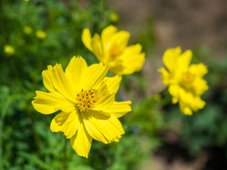 beautiful yellow starship flowers
