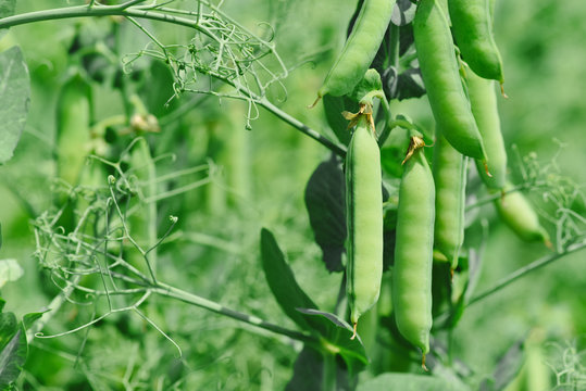 Beautiful close up of green fresh peas and pea pods. Healthy food. Selective focus on fresh bright green pea pods on a pea plants in a garden. Growing peas outdoors and blurred background.