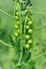 Beautiful close up of green fresh peas and pea pods. Healthy food. Selective focus on fresh bright green pea pods on a pea plants in a garden. Growing peas outdoors and blurred background.