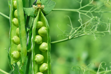 Beautiful close up of green fresh peas and pea pods. Healthy food. Selective focus on fresh bright green pea pods on a pea plants in a garden. Growing peas outdoors and blurred background.