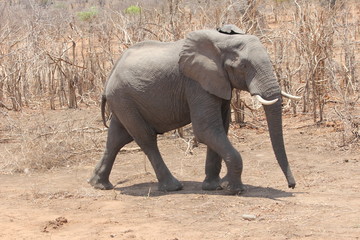 Obraz premium Elephant in dry grass