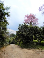 Rosado decorador
