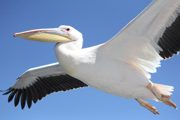 Fototapeta na wymiar Close up of one pelican flying 