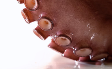 Octopus Seafood Tentacle 