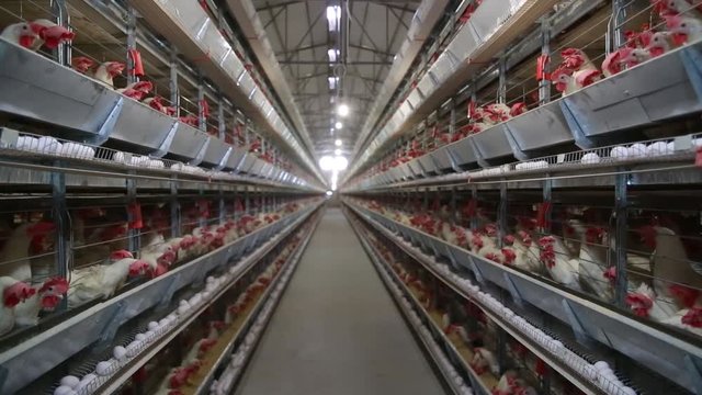 Building of a modern chicken farm, chickens and egg
