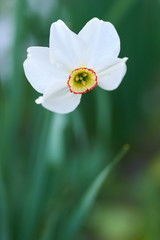 White daffodil, close up/Beautiful white narcissus on a blured background
