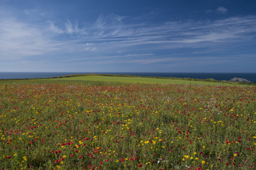 Poppies in a Field