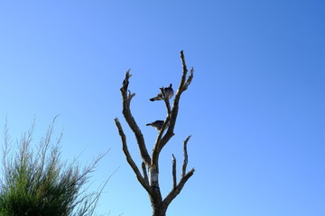 tree with birds