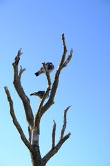 doves with tree