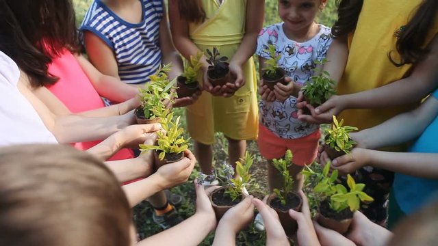 Children's hands holding sapling with plants