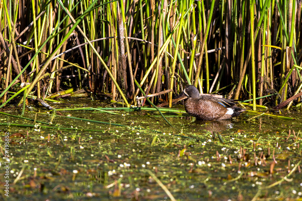 Sticker Male Blue-winged Teal in the marsh at Alamosa National Wildlife Refuge in southern Colorado