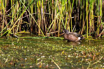 Male Blue-winged Teal in the marsh at Alamosa National Wildlife Refuge in southern Colorado