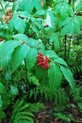 Red Rowan berries.Sorbus tree/Ripe Rowan on the branch.Tree with orange berries