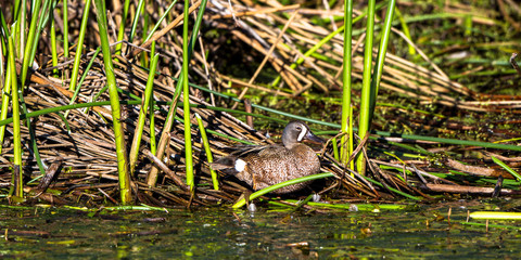 Male Blue-winged Teal in the marsh at Alamosa National Wildlife Refuge in southern Colorado