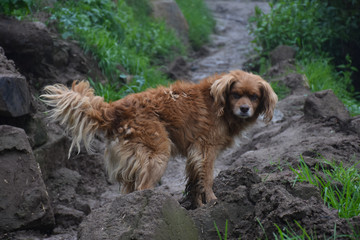 Perro