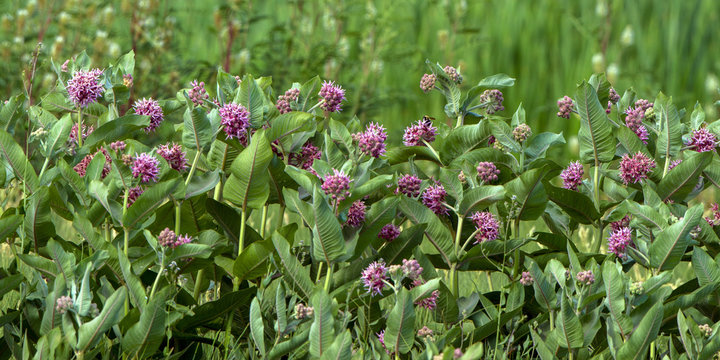 Common Milkweed, the essential plant for Monarch butterflies, blooms abundantly in summer in Alamosa National Wildlife Refuge in southern Colorado