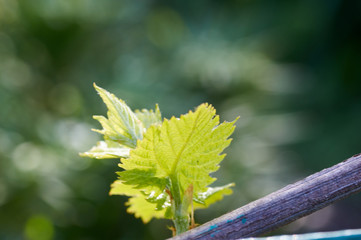 Sprout of Vitis vinifera, grape vine. New leaves sprouting at the beginning of spring
