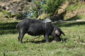 Cerdo comiendo