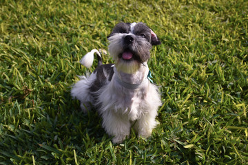 Perro mascota