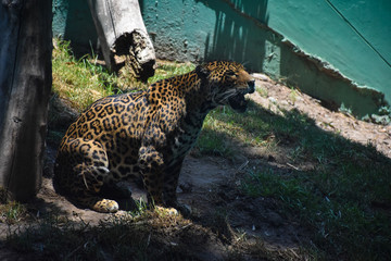 Leopardo