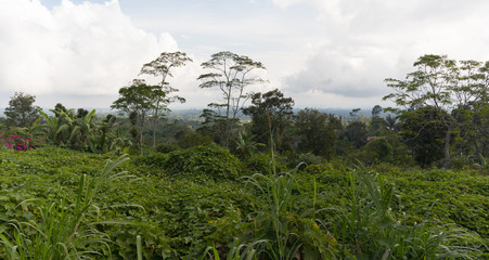 Obraz premium Tropical forest, view from the hill