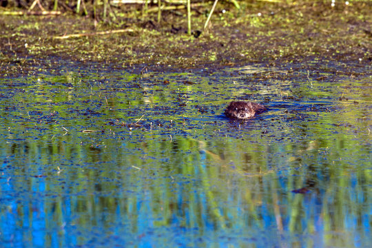 Muskrat swims in summer in the beautiful marsh at Alamosa National Wildlife Refuge