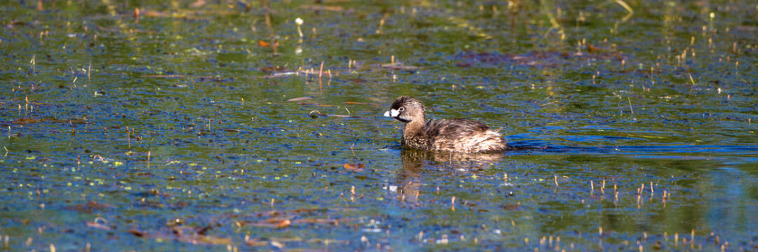 Female Pied-billed Grebe swims in the marsh at Alamosa National Wildlife Refuge in southern Colorado