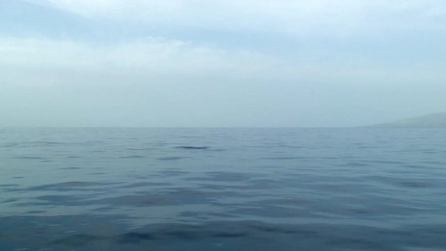 Dolphin Breaks Surface of Soft, Undulating Sea