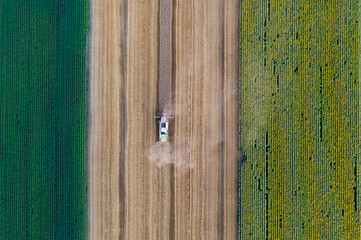 Combine harvester working in wheat field