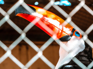 toucan, bird, animal, wildlife, blue eyes © Léo Moller