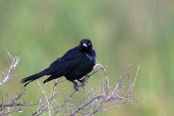 Rusty Blackbird on a thorny branch in Alamosa National Wildlife Refuge in southern Colorado