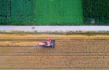 Fototapeta na wymiar Combine harvester working in wheat field