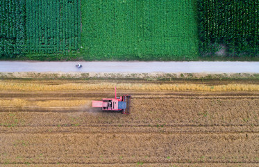 Combine harvester working in wheat field