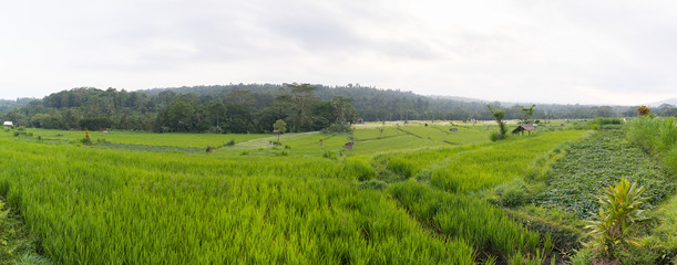 Panoramic view of green rice fields in rural Bali island - black and white