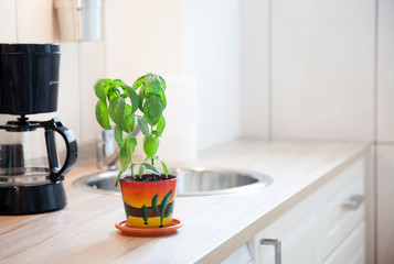 basil in a pot on kitchen worktop