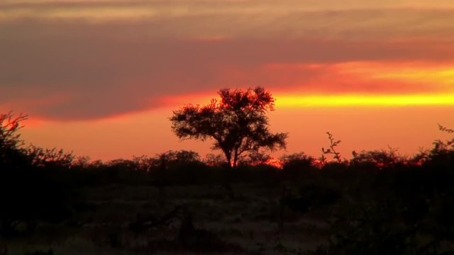 Zoom-In: Acacia Tree and Gorgeous Sunset