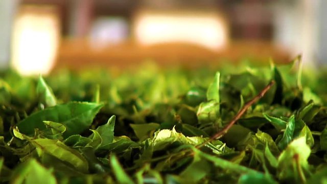 Tea Leaves Drying in the Factory, Haputale Sri Lanka