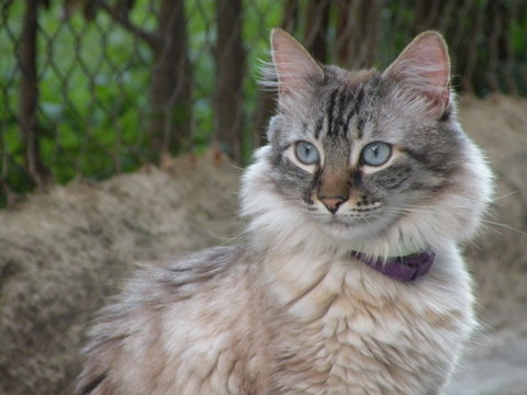 gata 