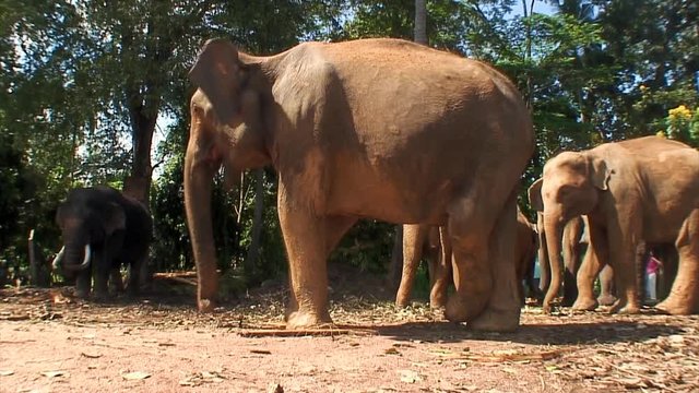 Elephant Herd, Pinnewala Sri Lanka