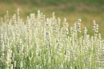 白いラベンダー