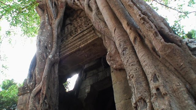 Looking Up a Large Tree at Tah Prohm