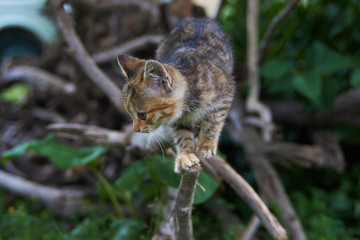 Little playing kitten, outdoors. Playful kitten hunting on a tree 