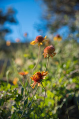 Wildflowers blossom on a mountainside