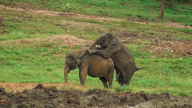 3d Elephant Sex Porn - Elephant Sex, Pinnewala Sri Lanka