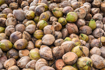 Group of Coconut Perfume is cutting head Arrange, Sort orderly preparations for such varieties for planting coconut trees