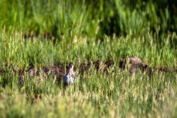 Wilson's Phalarope feeds on muddy ground near the cattail marsh in Alamosa National Wildlife Refuge in southern Colorado