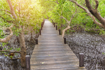 Obraz premium Mangroves inTung Prong Thong or Golden Mangrove Field at Estuary Pra Sae, Rayong, Thailand