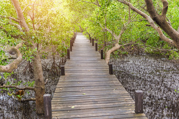 Mangroves inTung Prong Thong or Golden Mangrove Field at Estuary Pra Sae, Rayong, Thailand