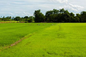 Fototapeta na wymiar Countryside scenery of rice field