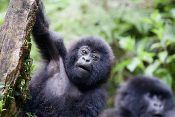 Baby Mountain Gorilla (Gorilla beringei beringei) hanging off a tree branch and being playful in the jungle of Rwanda.